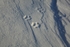 Arctic fox tracks 9884