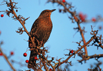 Blackbird