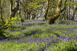 Bluebell_wood_ACP_3475