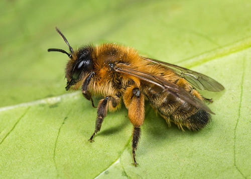 Newly-emerged [i]Andrena nigroaenea[/i] female. Warwickshire, April 2014.