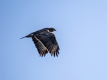Common Buzzard