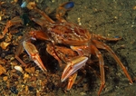 Liocarcinus depurator pair