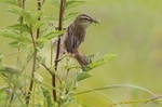 Sedge Warbler