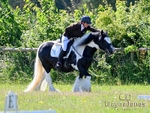 Area 6 Dressage at BCA 29-06-24 portfolio