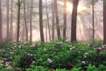 Morning Glory