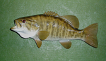 SMALLMOUTH - KYZAR