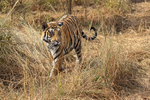 Tiger walking in long grass, Panna Reserve, Madhyra Pradesh, India