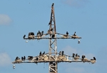 Cormorants