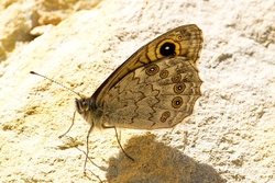 Large Wall Brown