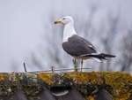 Lesser Black-backed Gull