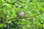 Red-backed Shrike