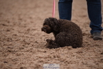 Dog Show, Saturday 18th = Click to View Photos portfolio