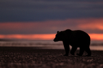Grizzly Bear sunrise on beach, Lake Clark NP, Alaska