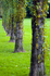 Tree - 3894