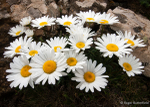 Oxeye Daisy (02)