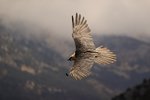 Lammergeier flying showing upper wings, Pre-Pyrenees, Catalonia, Spain