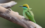Green bee eater