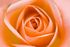 Flower - 20080715_67