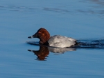 Common Pochard