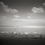 Chasing Gulls, Black Rock Sands