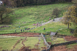 Stybarrow Dodd-100