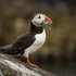 Puffin
