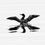 COMMON LOON - GEORGIAN BAY
