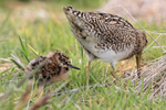 Magellanic Snipe chick and parent, Sea Lion Island, Falklands