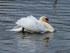 Mute Swan