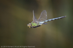 Emperor Dragonfly (Anax imperator) male in flight