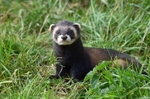 Polecat
