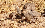Swainson's Spurfowl Family - in Cheetah Area!!