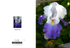 006 Bearded Iris