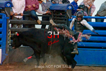 3HRodeo7-11-24_LJD_3HR2080_LJD