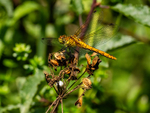 Ruddy Darter