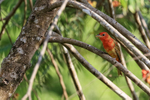 Summer Tanager (immature), Costa Rica