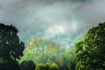 forty shades of green