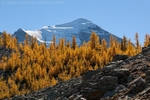 Autumn's Colors