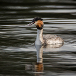 Great Crested Grebe