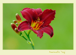 Hemerocallis 'Tang'