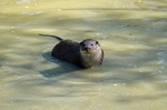 Otter