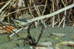 Northern Waterthrush portfolio