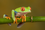 Red Eyed Tree Frog
