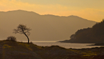 The Rowan of Loch Sunart
