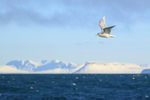 Iceland Gull portfolio