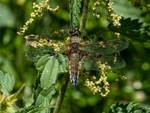 Four-spotted Chaser