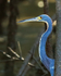 Tricolored Heron (adult) close-up, Costa Rica