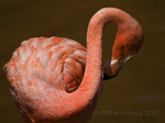 Flamingo 01