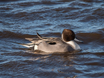 Pintail