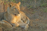 Young lion in morning sun (Timbavati, South Africa)